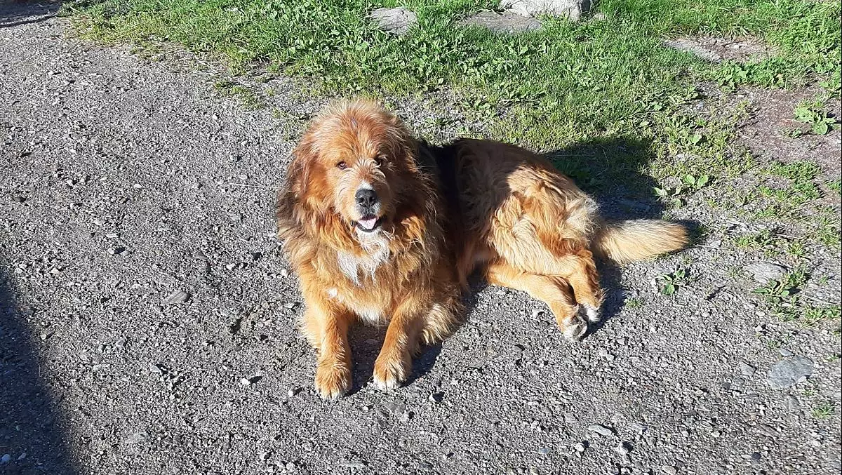 Tutti amano Jimmy: è una colonna del nostro maso ed una compagnia apprezzata dai nostri ospiti.