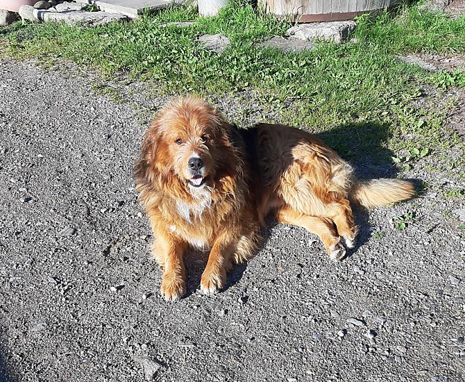 Tutti amano Jimmy: è una colonna del nostro maso ed una compagnia apprezzata dai nostri ospiti.