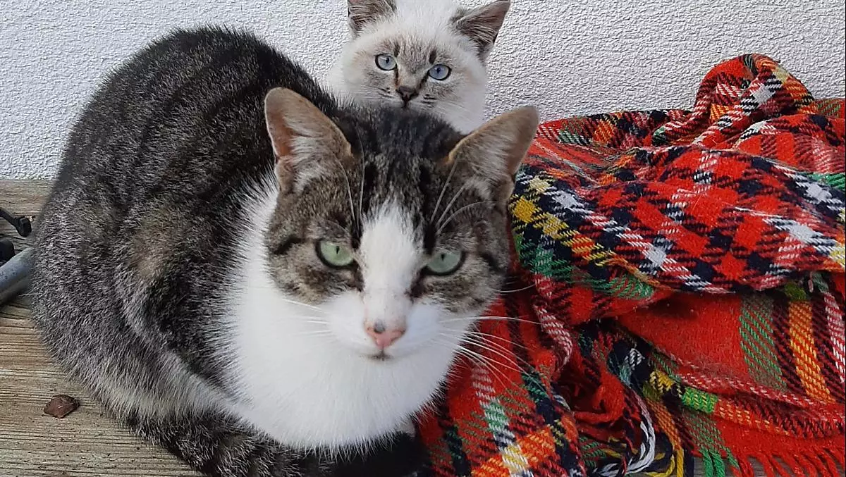 Alcuni dei gatti del nostro maso