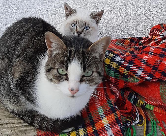 Alcuni dei gatti del nostro maso