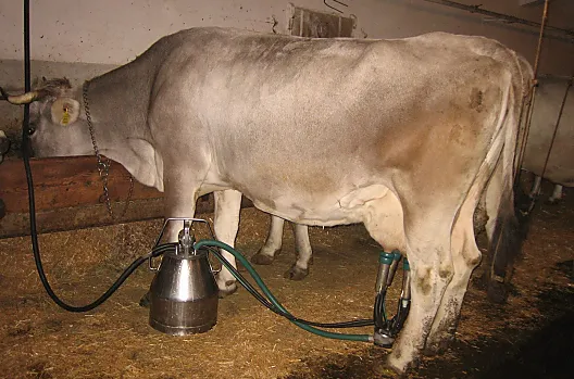 La nostra mucca Sara viene munta