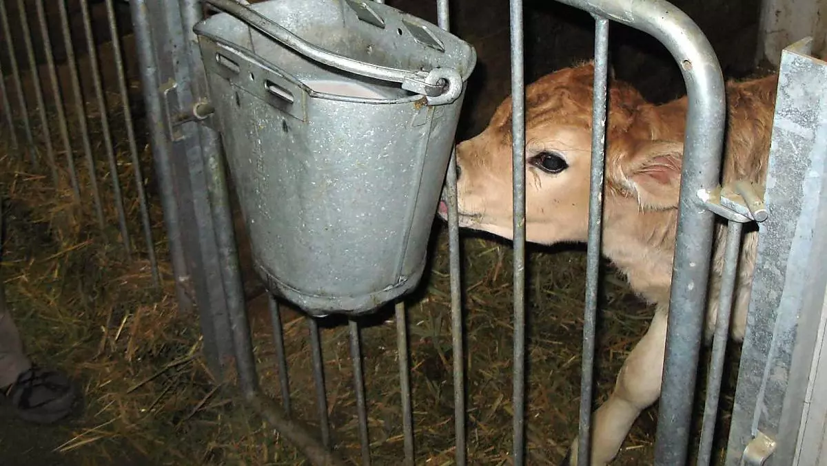 Il giovane vitello viene nutrito con latte di mucca