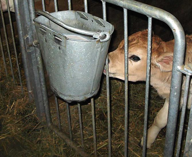 Il giovane vitello viene nutrito con latte di mucca