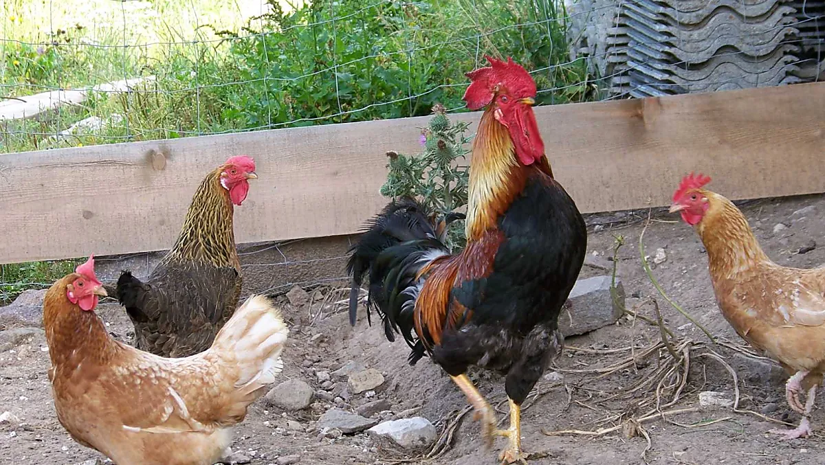 Galline e galli