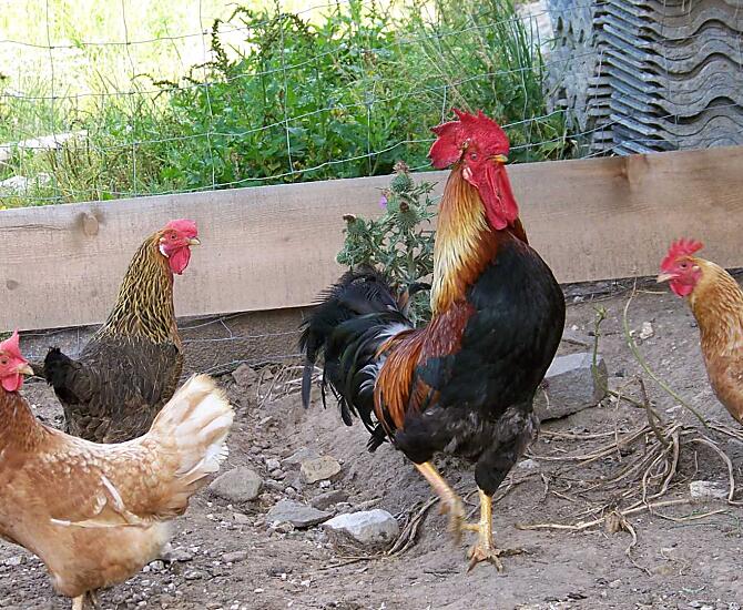 Galline e galli