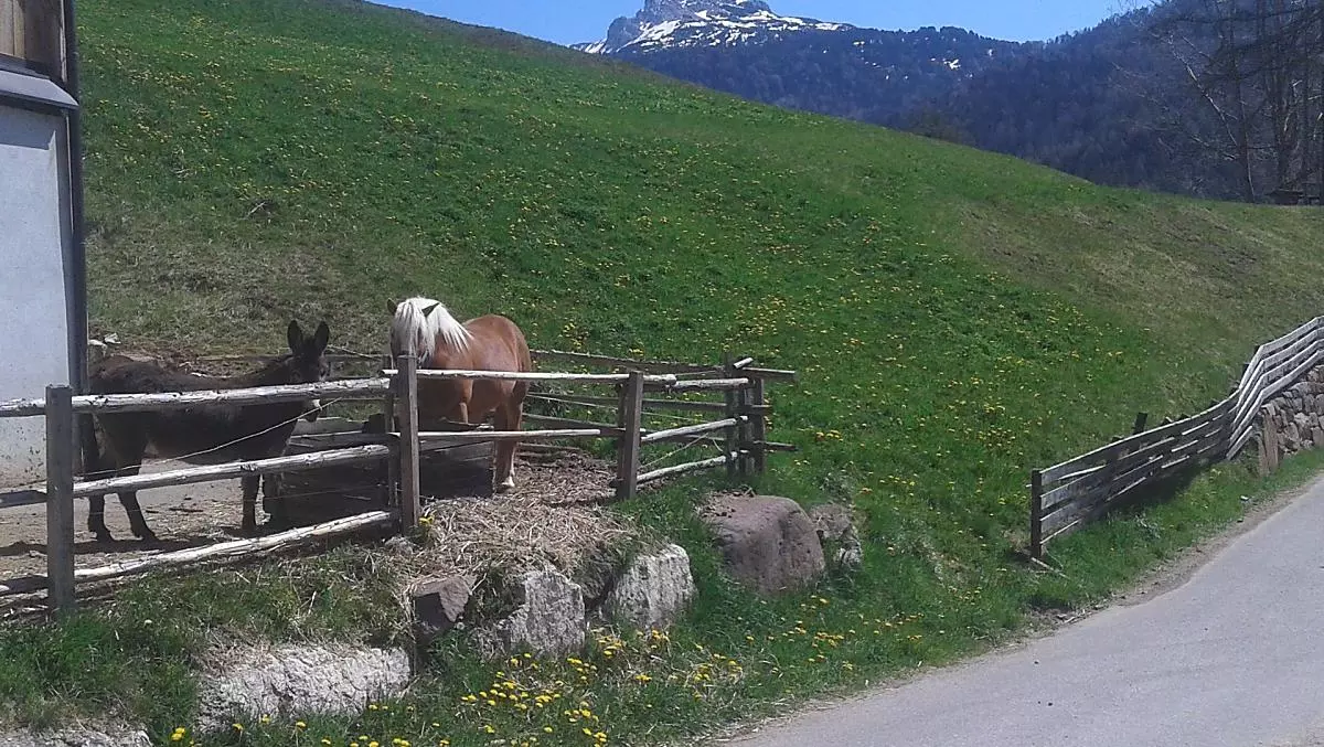 Cavallo avelignese e asino in maggio davanti alla stalla