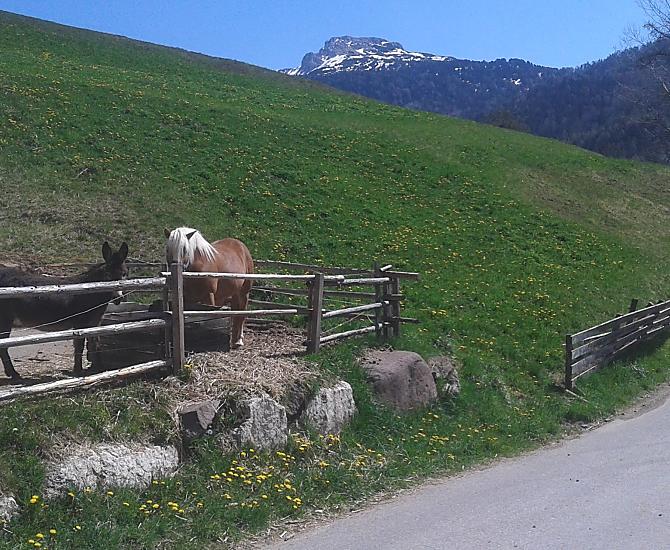 Cavallo avelignese e asino in maggio davanti alla stalla