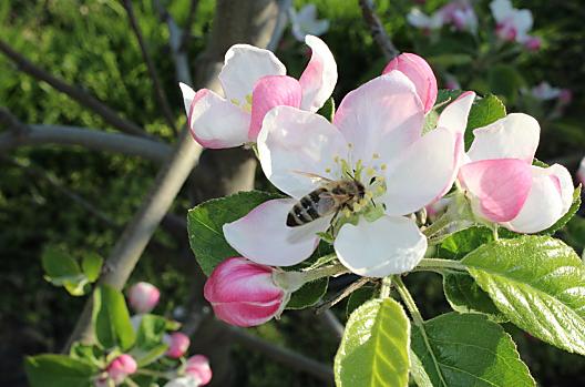 Fiori di melo con la nostra laboriosa "aiutante", l'ape mellifera