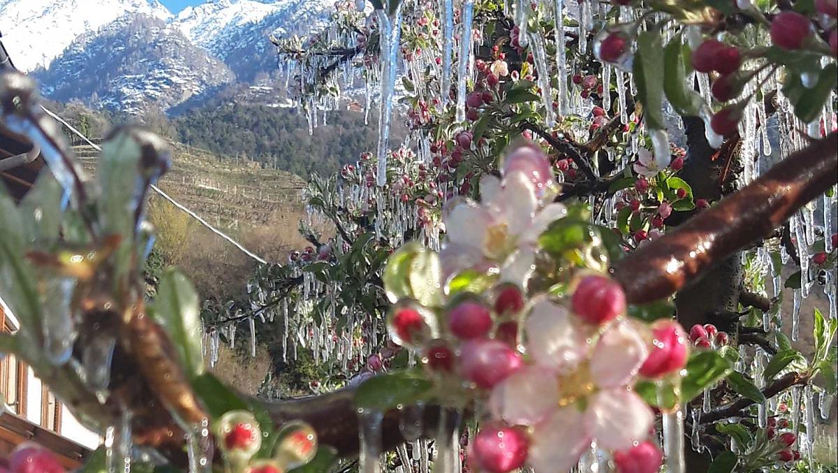 Fiore di ghiaccio