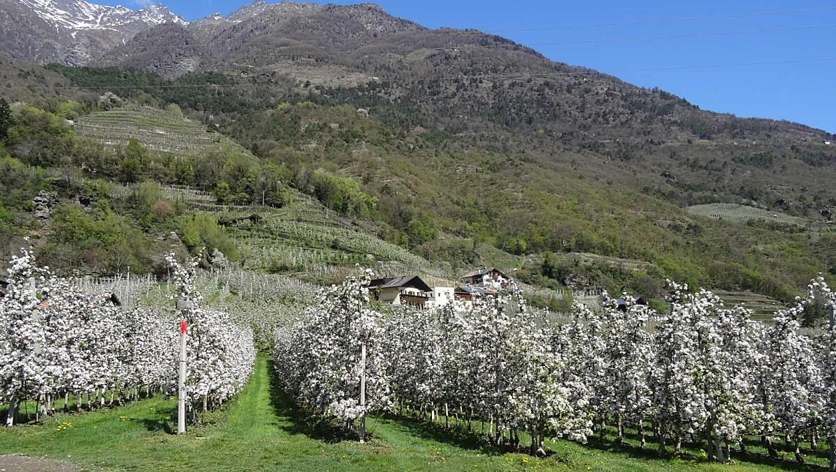 Fiori di melo
