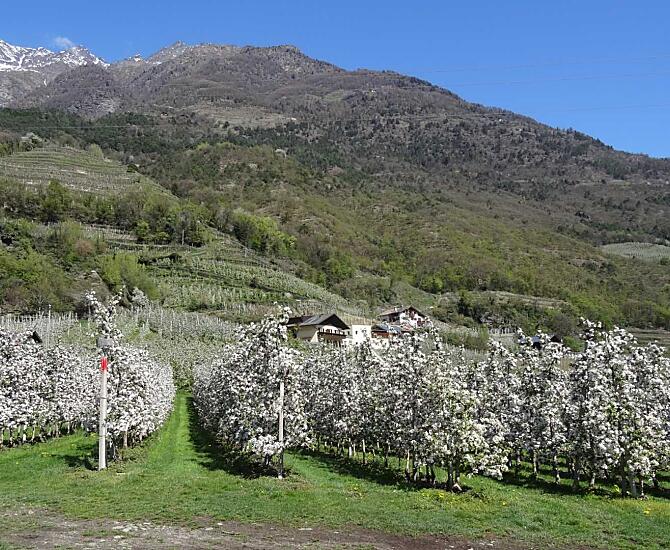 Fiori di melo
