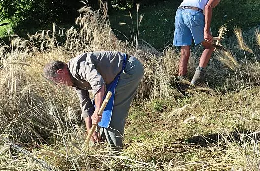 Alla raccolta del grano