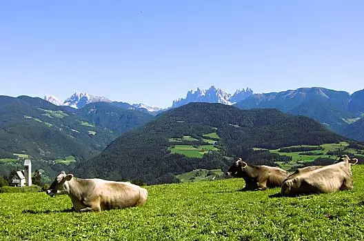 Anche le nostre mucche di razza Bruna Alpina si godono la posizione da sogno del nostro maso e la meravigliosa vista sulle Dolomiti!
