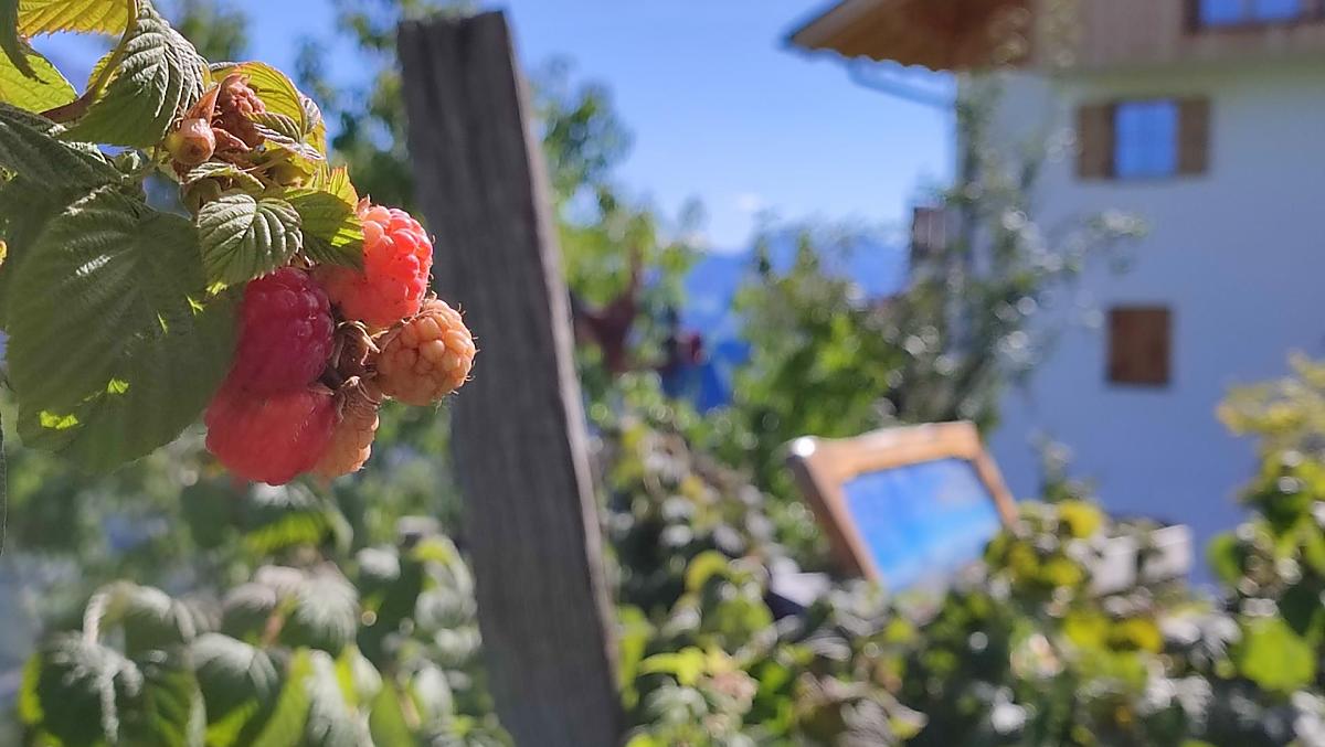 Gli ospiti possono servirsi della nostra frutta.