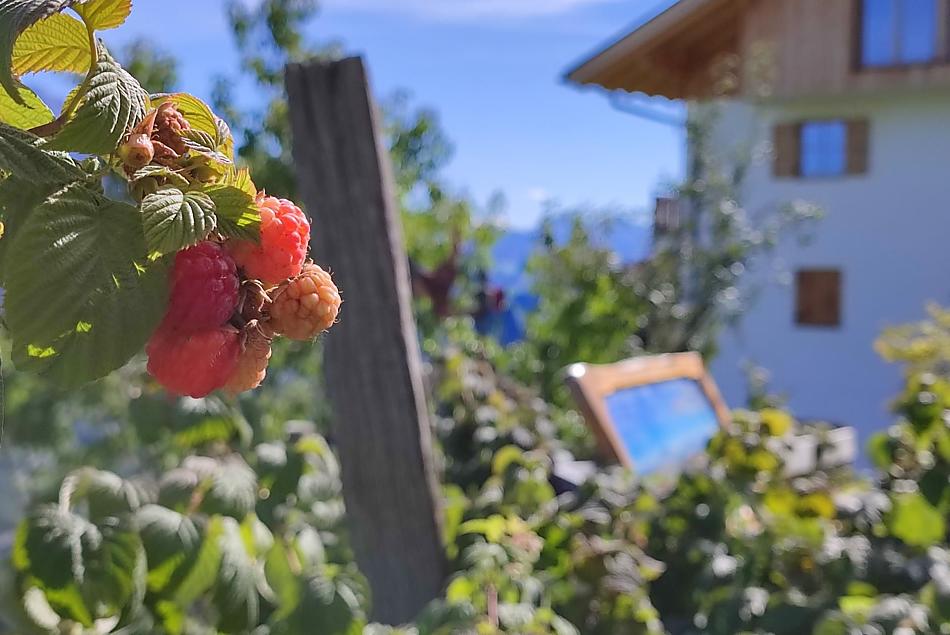 Gli ospiti possono servirsi della nostra frutta.