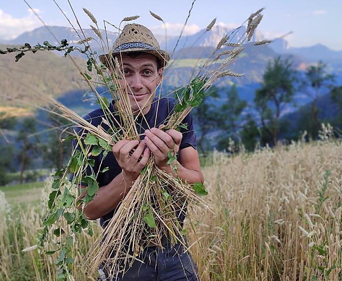 Il grano viene coltivato nei campi ed è disponibile anche nella bottega del maso. Intero, sotto forma di fiocchi o come farina.