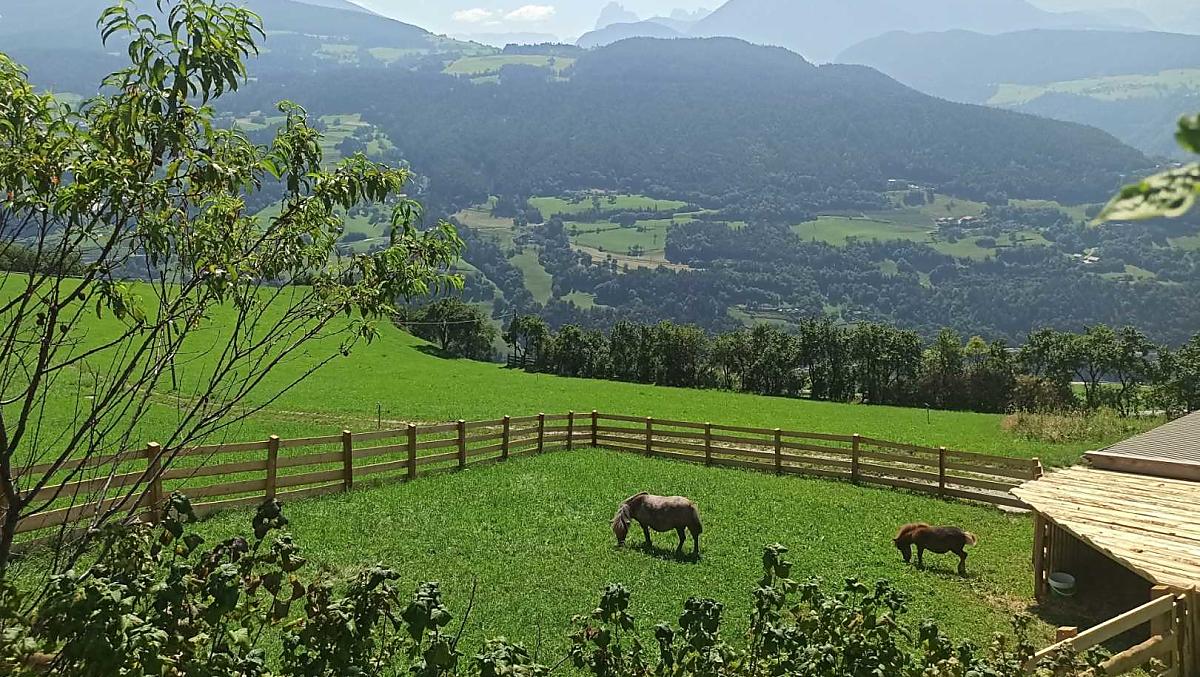 I nostri pony nel paddock