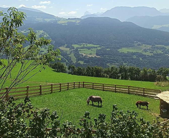 I nostri pony nel paddock