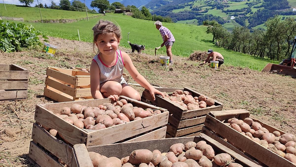 Durante la raccolta della patate tutti danno il loro contributo