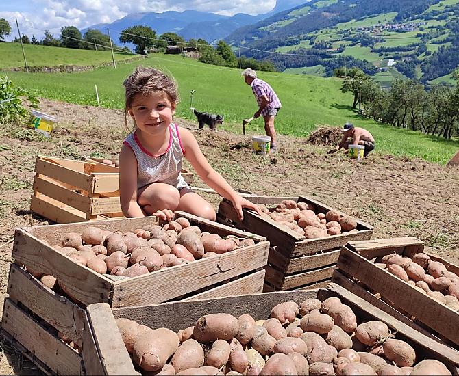Durante la raccolta della patate tutti danno il loro contributo