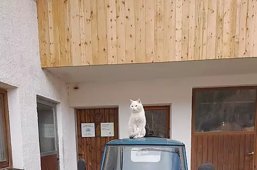 Il gatto bianco a caccia.