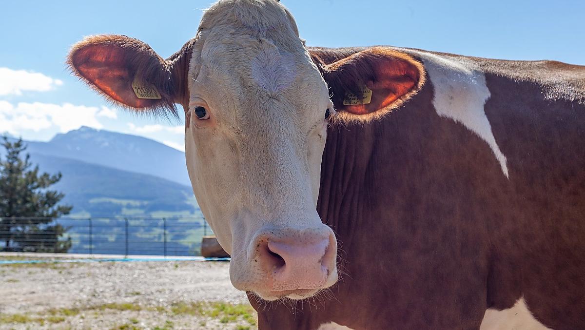Le nostre mucche amano stare all'aperto 