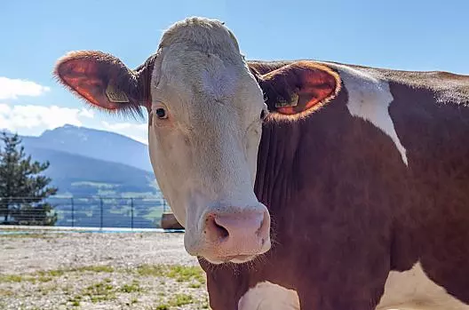Le nostre mucche amano stare all'aperto 