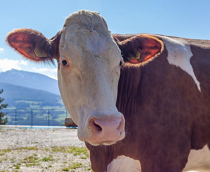 Le nostre mucche amano stare all'aperto 