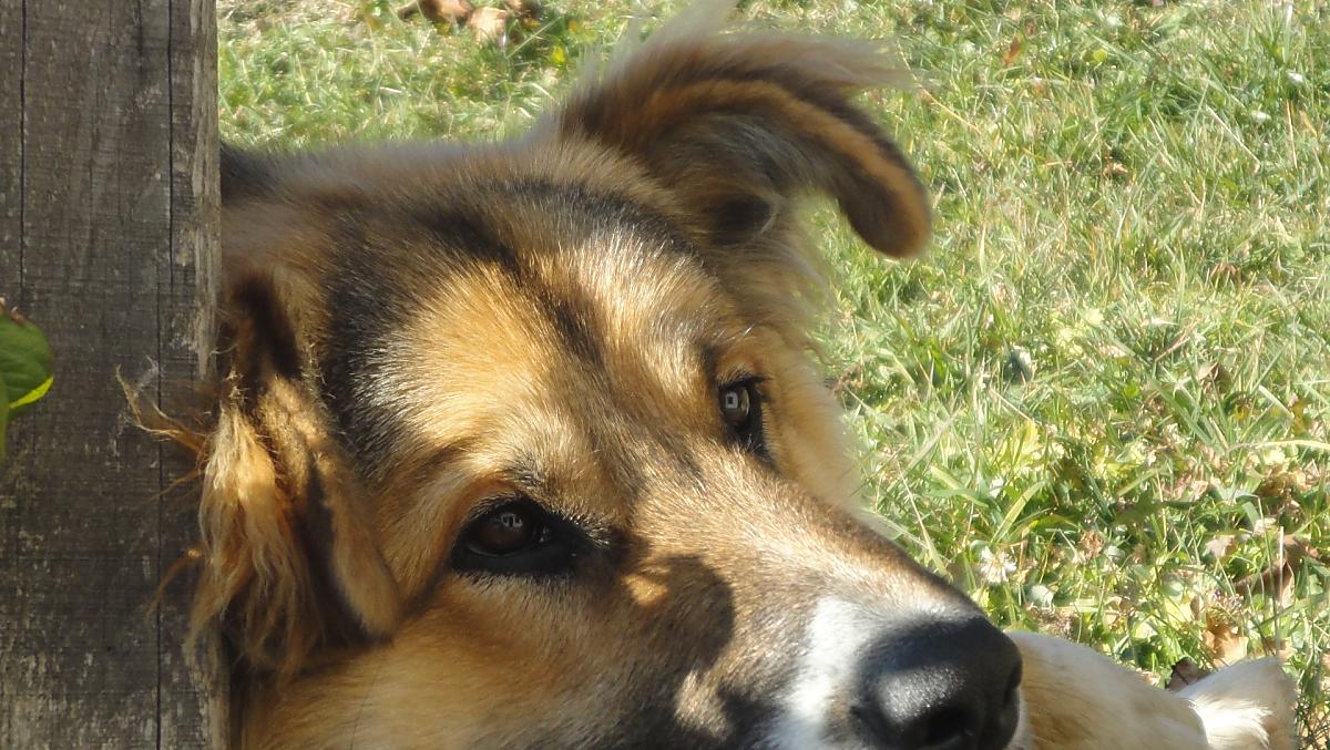 Wolfi