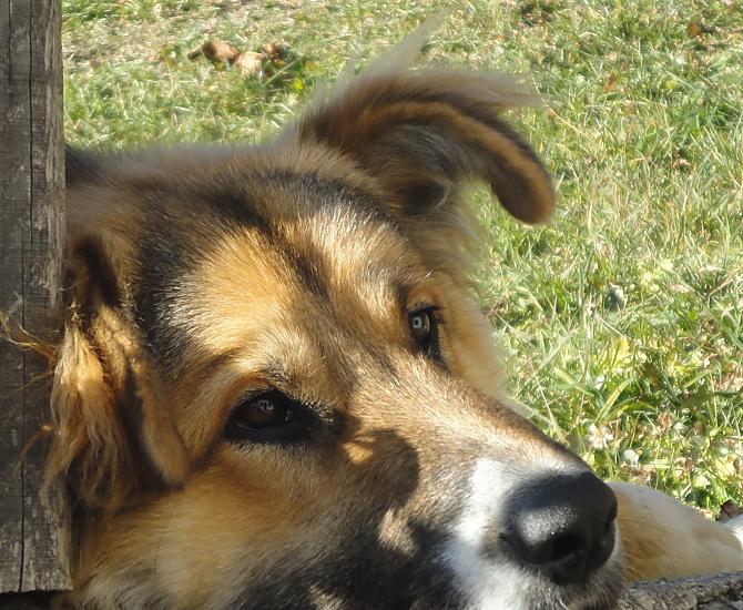 Wolfi
