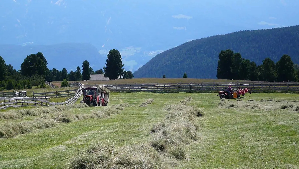 La fienagione in alpeggio