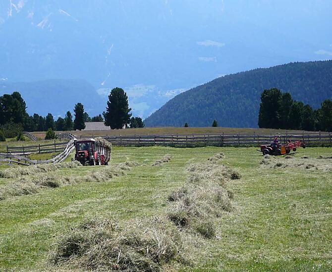 La fienagione in alpeggio