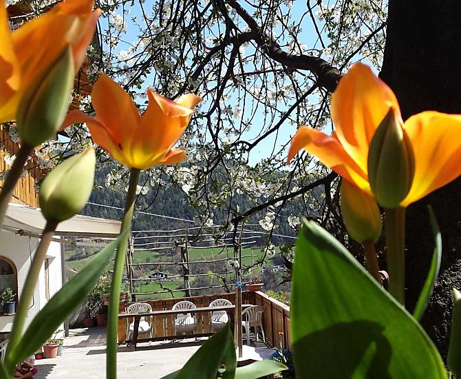 Planatscherhof - Bildergalerie Photo