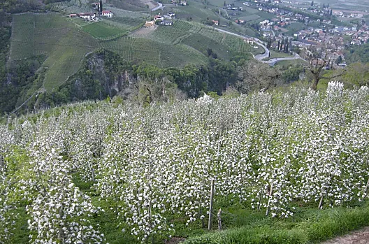 Fioritura nei frutteti