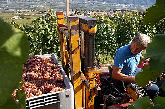 Georg mette le sue uve di Gewürzertraminer.