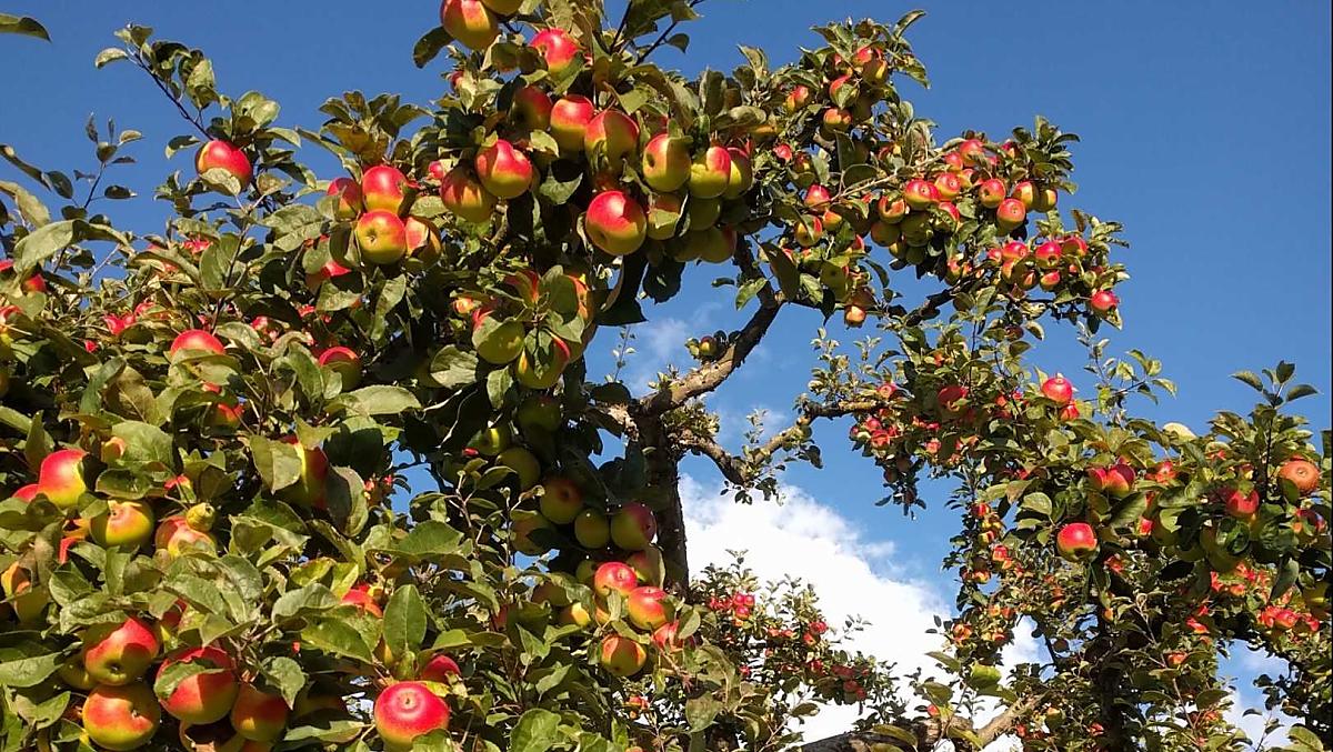 Vecchie varietà di mele: le Kalterer