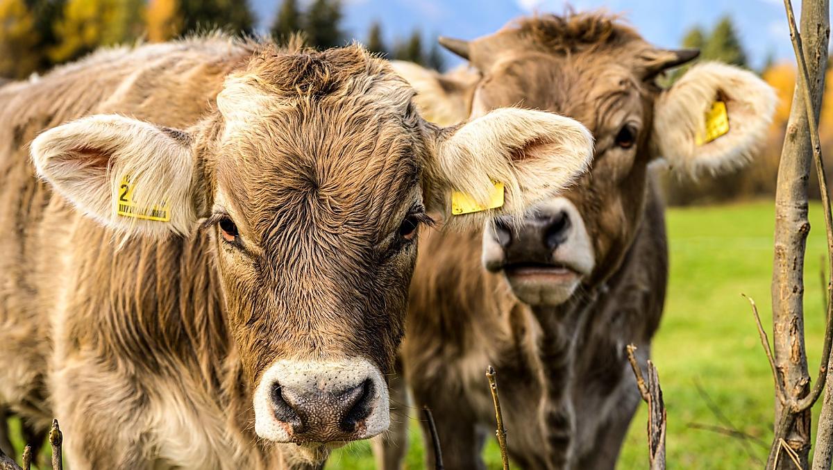 Al maso Frötscherhof ci sono animali tutto l'anno. Abbiamo vacche fattrici e i vitelli possono bere il latte delle loro madri.