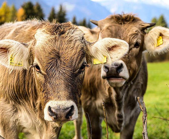 Al maso Frötscherhof ci sono animali tutto l'anno. Abbiamo vacche fattrici e i vitelli possono bere il latte delle loro madri.