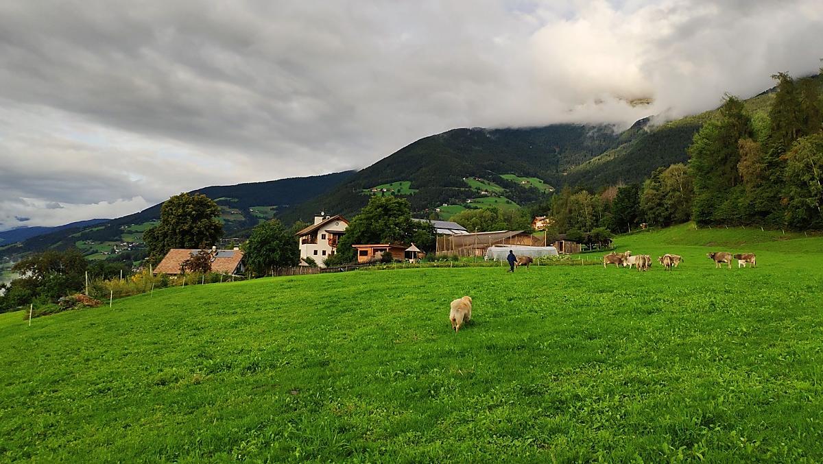 Pascoli per i nostri animali