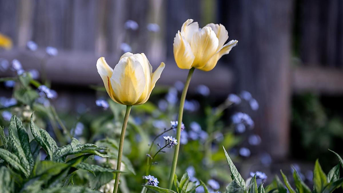 Fiori intorno alla casa.