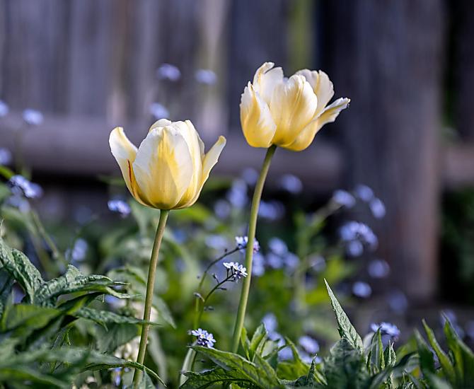 Fiori intorno alla casa.