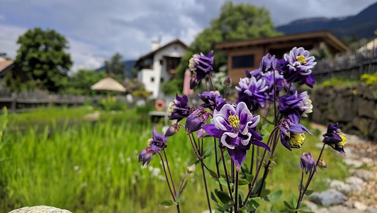 Trionfo di fiori
