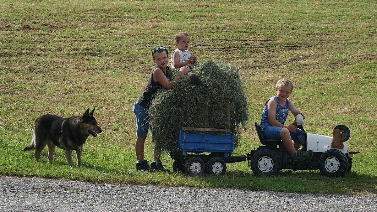I nostri figli che lavorano col fieno