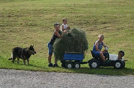 I nostri figli che lavorano col fieno
