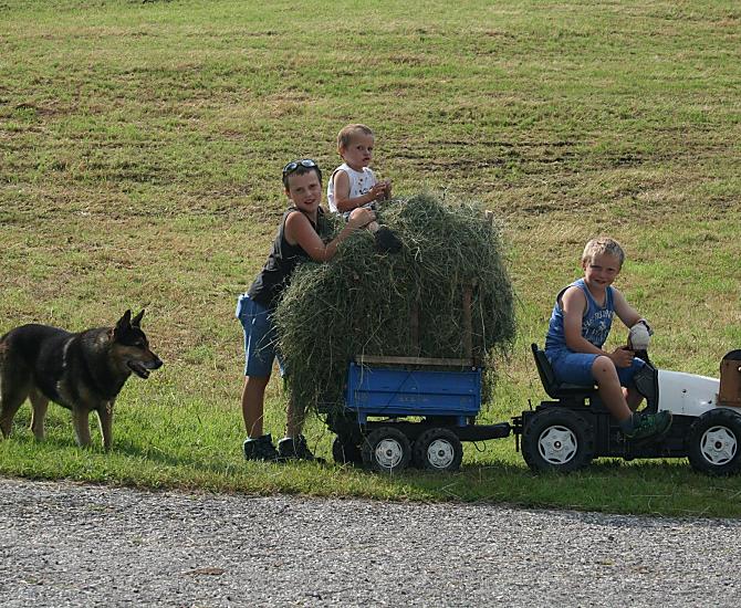 I nostri figli che lavorano col fieno
