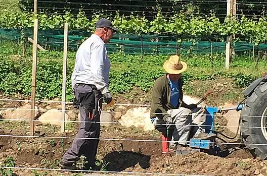 Nuovo impianto di Pinot Nero
