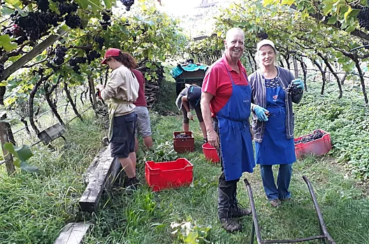 Vendemmia