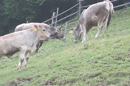 I nostri animali al pascolo