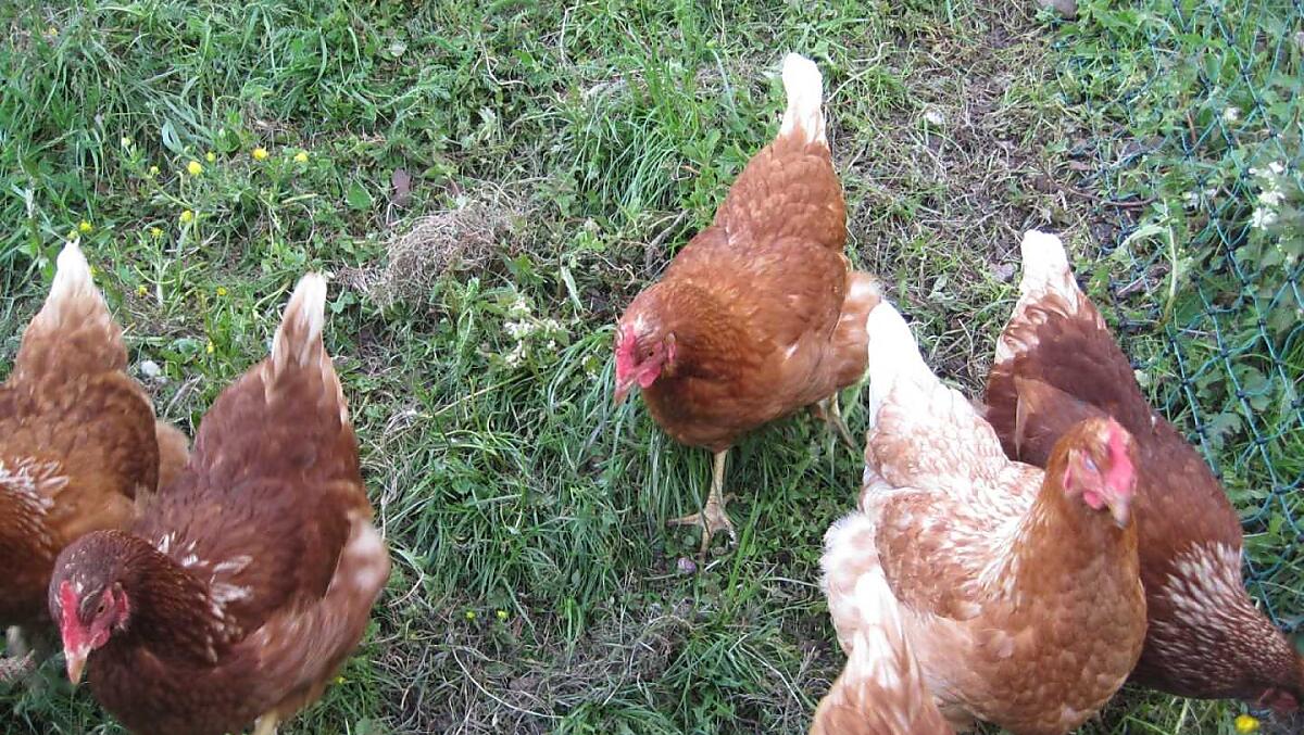 Le galline sono felici dell'erba fresca.