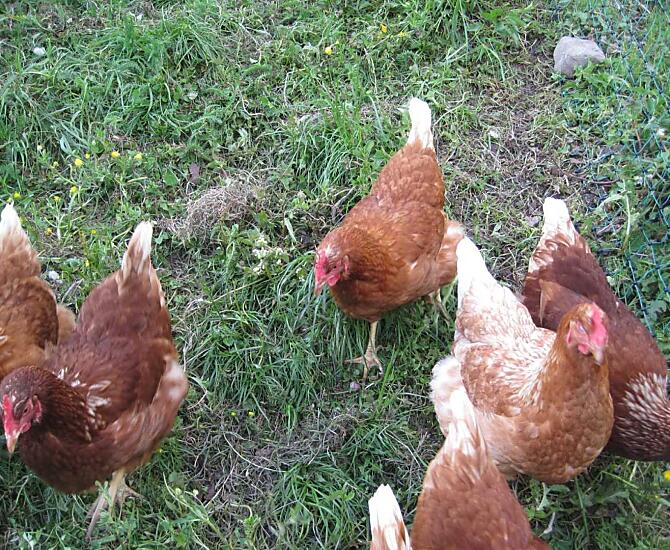 Le galline sono felici dell'erba fresca.